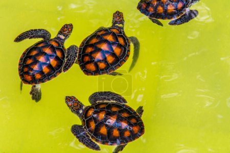 Schöne babygrüne Meeresschildkrötenbabys in einem Teich. Kleine Schildkröten im Pool. Niedliches Baby Tier, langsames Leben, Niedliche Schildkröten. im Songkhla, Royal Thai Navy Sea Turtle Conservation Center.