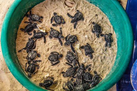 viele neugeborene Junge von Meeresschildkröten auf weißem Sand mit Panzer aus Eiern. Nahaufnahme, selektiver Fokus