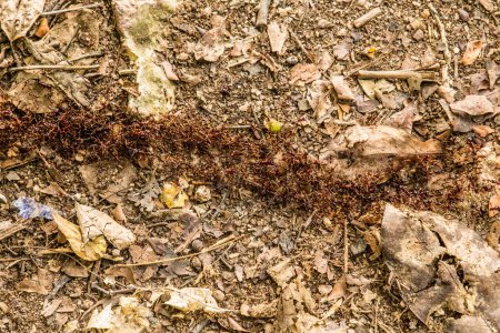 Blick von oben auf Termitenpfade im afrikanischen Wald. Viele kleine Insekten laufen nacheinander am Boden entlang