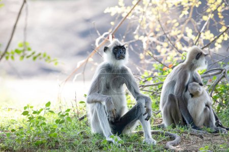 Pequeño grupo de monos langur grises de cara negra en el Parque Nacional Yala, Sri Lanka, sentados cerca. familia con bebé hermosos monos grises claros