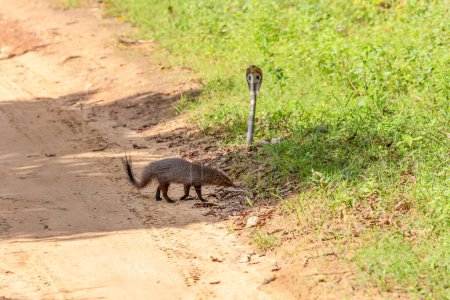 Asian mongoose fights with an aggressive cobra in the wild, natural habitat. snake has opened its hood and stands in a fighting stance, the mongoose bristles