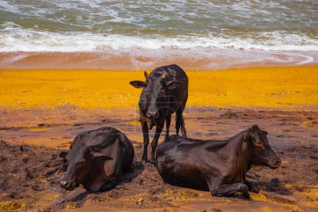 Cows rest lying and standing on traditional oher beach of Sri Lanka . Funny natural vivid orange, blue and gray background