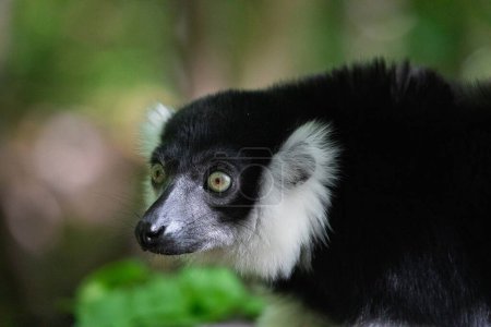 Schwarz-weißes, süßes Lemurenbaby. Lebendige Natur Hintergrund. Seltenes Artenschutz- und Pflegekonzept im Berliner Zoo