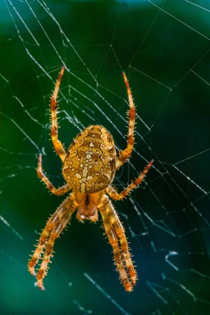 Portrait of hairy orange spider (European garden spider or Cross Spider or Cross Orbweaver or diadem spider, Araneus diadematus) large beautiful bright female.selective focus sits in center of web.