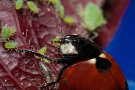 extra macro 5x image of a ladybug sitting on a rose leaf and destroying eats green aphids close up Ladybird portrait
