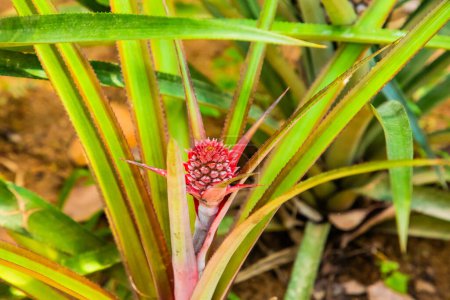 Young red green pineaple flower on tree in garden. Ananas blooming plant in selective focus