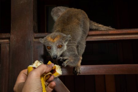 Kronenmaki (Eulemur coronatus) lustiges Tier sitzt auf dem Geländer der Veranda eines Bungalows und nimmt Früchte aus den Händen einer unkenntlichen Person