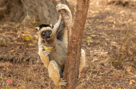 Sifaka de Verreaux en el parque del hotel Kimony. Sifaka blanco con cabeza oscura en la fauna de la isla de Madagascar. lindo y curioso primate con grandes ojos. Lémur bailarín famoso