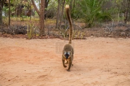 Lémur marrón común lindo (Eulemur fulvus) con ojos anaranjados. Animal endémico en peligro de extinción en tronco de árbol en hábitat natural, Reserva Kimony. Animales salvajes exóticos de Madagascar.