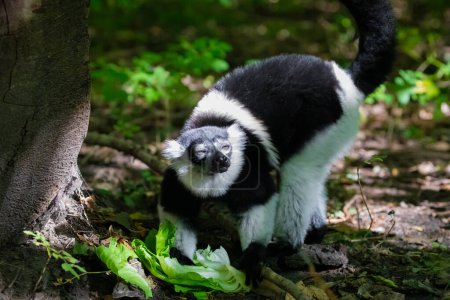 Schwarz-weißes, süßes Lemurenbaby. Lebendige Natur Hintergrund. Seltenes Artenschutz- und Pflegekonzept im Berliner Zoo