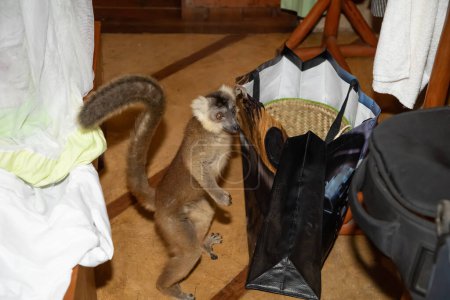 Lemur mischiefs on the veranda of the bungalow and waits for food. cute naughty little animal endemic Madagascar. Park hotel Palmarium