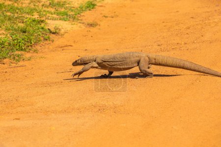 Asian water monitor - Varanus salvator also common water monitor, large varanid lizard native to South and Southeast Asia monitor lizard crosses the road of bright orange sand