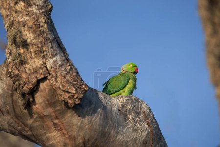 Photo for Rose-Ringed Parakeet in tree. (Psittacula Krameri) sitting on a tree against the blue sky in a natural environment - Royalty Free Image