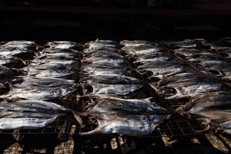 Photo for Gutted processed many small tuna fillets are dried in the sun. preparing salted fish in the traditional Sri Lankan way - Royalty Free Image