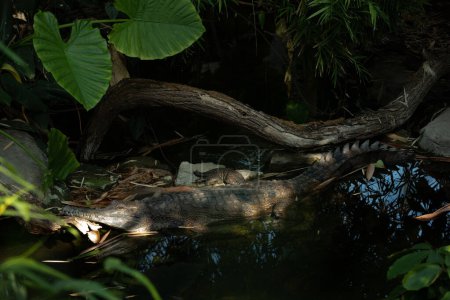 gharial (in latin Gavialis gangeticus), gavial. Crocodilian, family Gavialidae. crocodile with an unusually narrow and long mouth, feeds on fish.