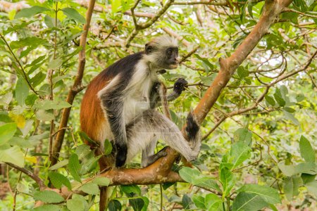 Sansibar Roter Colobusaffe sitzt auf einem Baum und ruht sich im Wald, seinem natürlichen Lebensraum, aus. Netter wilder Affe mit dunklem Gesicht. Sansibar, Tansania. Afrikareise und Wildtierkonzept.