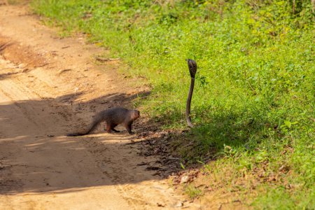Asian mongoose fights with an aggressive cobra in the wild, natural habitat. snake has opened its hood and stands in a fighting stance, the mongoose bristles