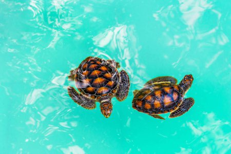 Schöne babygrüne Meeresschildkrötenbabys in einem Teich. Kleine Schildkröten im Pool. Niedliches Baby Tier, langsames Leben, Niedliche Schildkröten. im Songkhla, Royal Thai Navy Sea Turtle Conservation Center.