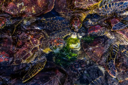 young sea turtles living on a farm in Africa protected while feeding on seaweed