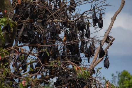 primer plano colgando Mariana murciélago de la fruta (Pteropus mariannus) en el fondo de la naturaleza cielo azul en Sri Lanka. animales salvajes en un entorno natural para ti