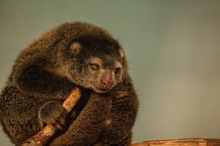 lindo oso silvestre cuscus aulirops ursinus arboreal contra fondo borroso. proteger a los animales raros en concepto de zoológico.