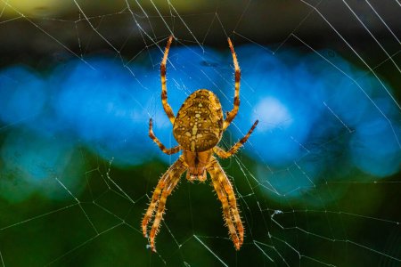 Porträt einer haarigen orangefarbenen Spinne (Europäische Gartenspinne oder Kreuzspinne oder Kreuzspinne oder Diademspinne, Araneus diadematus) große schöne helle Weibchen. Selektiver Fokus sitzt in der Mitte des Netzes.