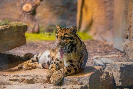 leopardo nublado (Neofelis nebulosa) gato salvaje del Himalaya sudeste asiático China. muy lindo de tamaño mediano manchado gato de cerca en detalle. preservar especies raras silvestres en concepto de zoológicos. naturaleza y animales