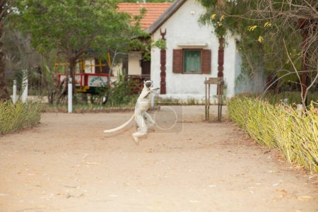 Photo for Morondava Madagascar 18.10.2023 Kimony resort and hotel with lemurs Verreaux's White sifaka with dark head on Madagascar island fauna. cute and curious primate with big eyes. Famous dancing lemur - Royalty Free Image