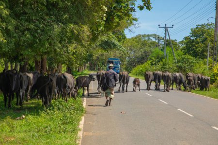 Téléchargez les photos : Kolutara, Sri Lanka. 08.02. 2023. Cowman dirige le troupeau. berger avec son troupeau traverse la route au Sri Lanka - en image libre de droit