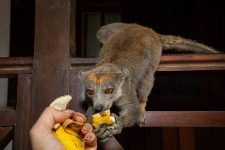 Lémur coronado (Eulemur coronatus) animal divertido se sienta en la barandilla de la veranda de un bungalow y toma fruta de las manos de una persona irreconocible
