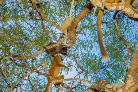 lémurien brun (Eulemur fulvus) lémurien brun mignon drôle dans son habitat naturel, à Madagascar dans un parc national