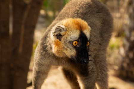 Lemur de vientre rojo - Eulemur rubriventer, selva Madagascar costa este. Bonito primer retrato de primate. Madagascar endémica. Hotel Kimony Park