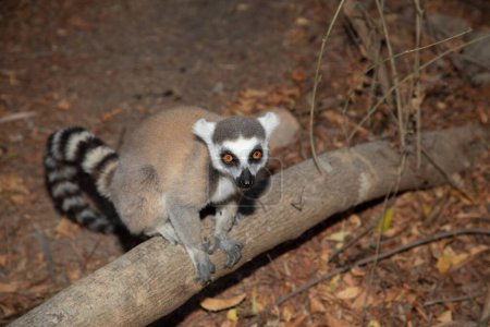Ringelschwanzmaki auf Madagaskar, in natürlichem Lebensraum. niedliche und neugierige Primaten mit großen Augen. Berühmter Lemur