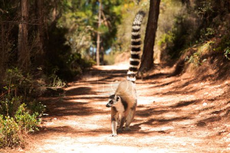 ring-tailed gray lemur in natural environment in private park Madagascar. Close-up cute primate. Funny cute smal animal