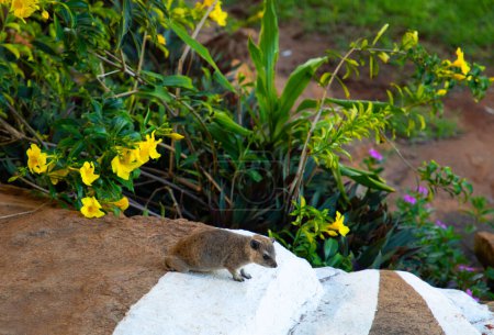 Rock Hyrax o Cape Hyrax, procavia capensis. Adulto de pie sobre rocas y flores Laikipia, Kenia.