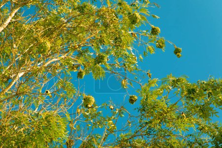Wildlife - Weaver Birds Nest on a Tree in Nature in Africa. Nature background. Africa travel and wild animals concept