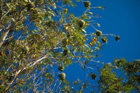 Faune - Les oiseaux tisserands nichent sur un arbre dans la nature en Afrique. Fond naturel. Afrique voyage et animaux sauvages concept