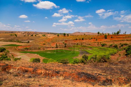 Foto de Paisaje típico de Madagascar campos de terraza de arroz verde y amarillo en pequeñas colinas en la región cerca de Vohiposa a lo largo de la carretera principal. hierba verde y suelo ocre brillante - Imagen libre de derechos