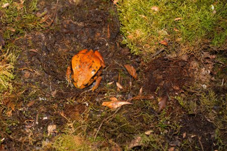 Photo for (Dyscophus Antongilii) in nature, Orange Madagascar tomato frog, Dyscophus antongilii, walking over the ground. large red-orange frog on a background of moss in the wild - Royalty Free Image