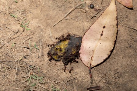 Téléchargez les photos : Fourmis charpentières (Camponotus gibber) grandes fourmis endémiques indigènes de nombreuses régions boisées du monde. Espèce endémique de Madagascar. grandes fourmis endémiques de Madagascar mangent des écorces de banane - en image libre de droit