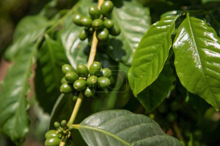 Kaffeepflanzen zum Reifen. Kaffeebohnen reifen in einem Busch auf einer Kaffeeplantage in Tansania