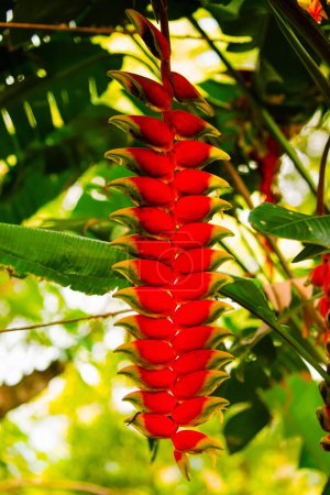 Heliconia rostrata inflorescencia (garras de langosta, pico tucán, plátanos silvestres o falso pájaro del paraíso) en la naturaleza en África