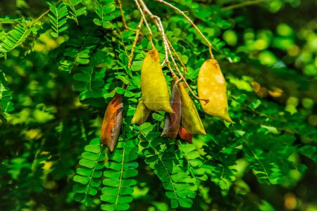 Caesalpinia Sappan (Biancaea) muchas hojas verdes pequeñas. Armonía con tallo largo de vainas frescas más antiguas. Creciendo en el jardín de Sri Lanka