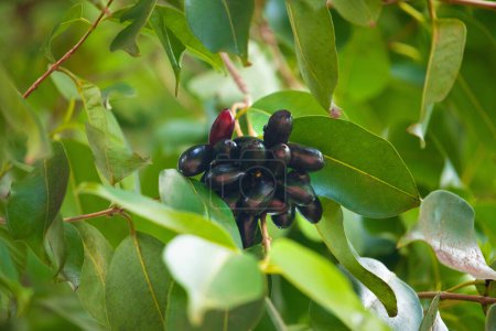 Photo for Fruit of Syzygium cumini, commonly known Malabar plum, Java plum, black plum, jamblang, juwet, jambul jambolan, is an evergreen tropical tree flowering plant family Myrtaceae. ripening tree in Africa - Royalty Free Image