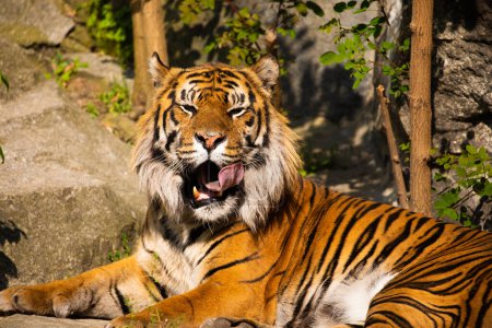 close portrait of a large adult tiger that is resting. bright motley natural background