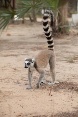 Ringschwanzmaki, Lemur catta große Strepsirrhine Primaten und die meisten bekannten Lemuren aufgrund ihres langen, schwarz-weiß beringten Schwanzes. Wie alle Lemuren endemische Insel Madagaskar. Niedliches Kleintier