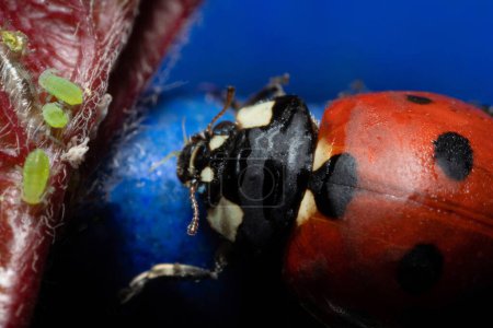 extra macro 5x image of a ladybug sitting on a rose leaf and destroying eats green aphids close up Ladybird portrait