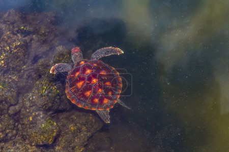 Téléchargez les photos : Jeunes tortues de mer vivant dans une ferme en Afrique protégées tout en se nourrissant d'algues - en image libre de droit