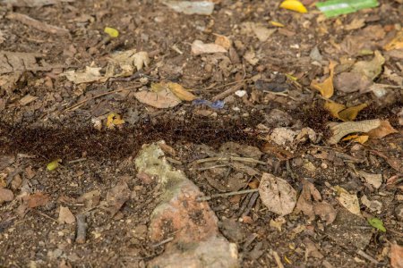 Téléchargez les photos : Vue du dessus des pistes de termites au sol dans la forêt africaine. beaucoup de petits insectes marchent le long du sol les uns après les autres - en image libre de droit
