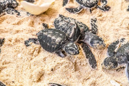 muchos cachorros recién nacidos de tortuga marina sobre arena blanca con cáscara de huevos. primer plano, enfoque selectivo